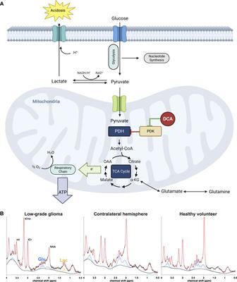 In-vivo magnetic resonance spectroscopy of lactate as a non-invasive biomarker of dichloroacetate activity in cancer and non-cancer central nervous system disorders